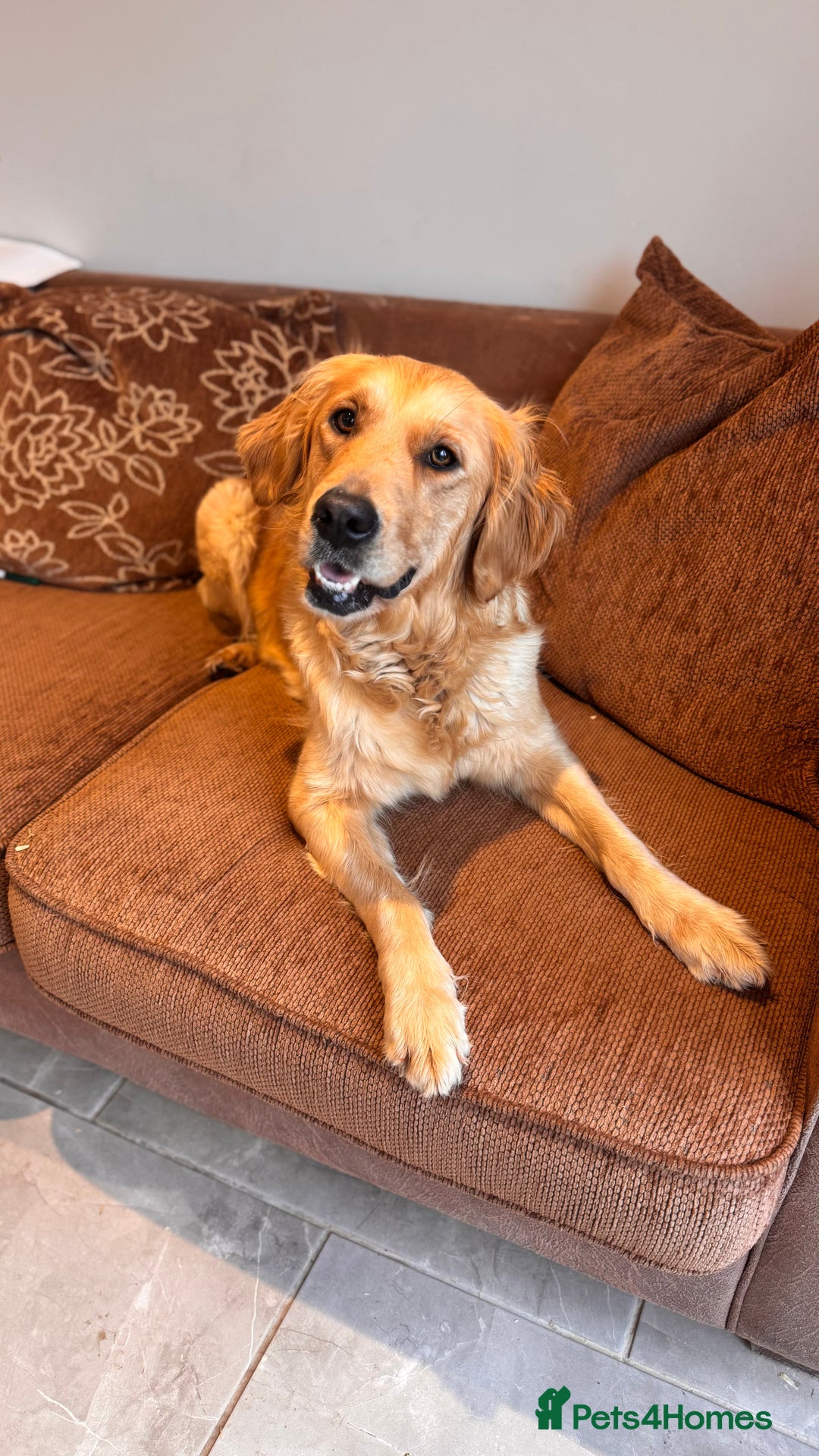 Golden Retriever dogs for sale: Beautiful KC Golden Retriever’s Health tested - Advert 2
