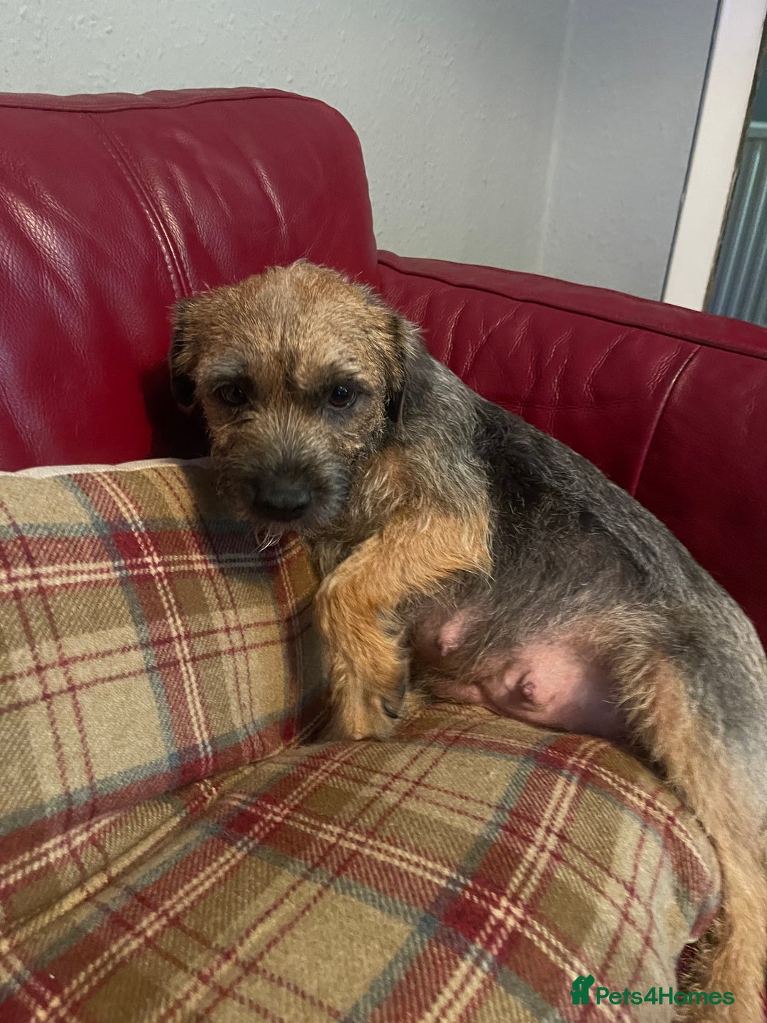 Border Terrier dogs for sale: Border Terrier Pups - Advert 3