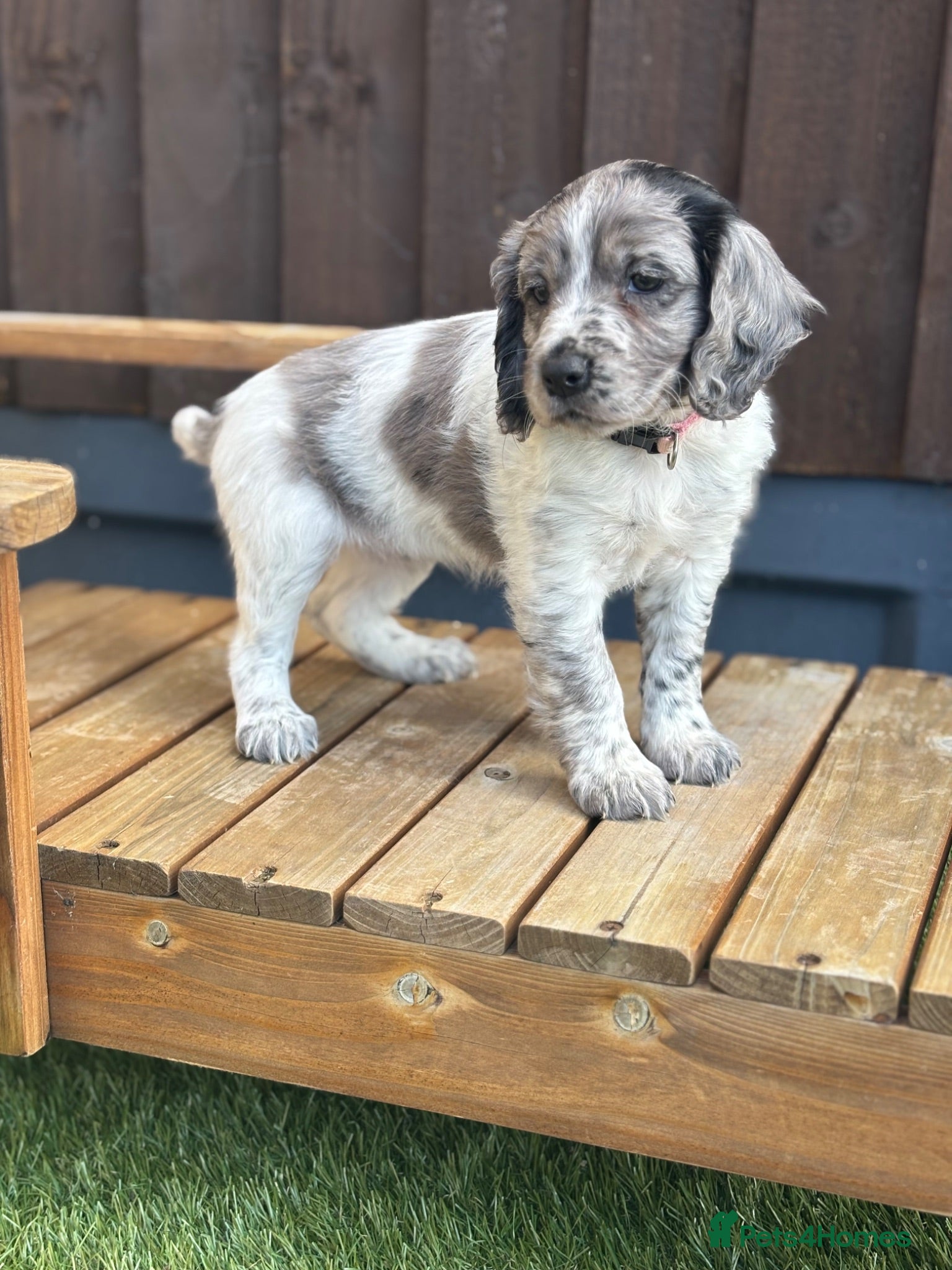 Mixed Breed dogs Ready now ❤️  - Advert 1