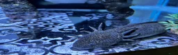Axolotl reptiles for sale: Male and female with their baby in Warminster - Advert 4