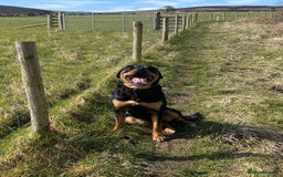 Rottweiler dogs for sale: Big Chunky puppies ready for homes - Image 4