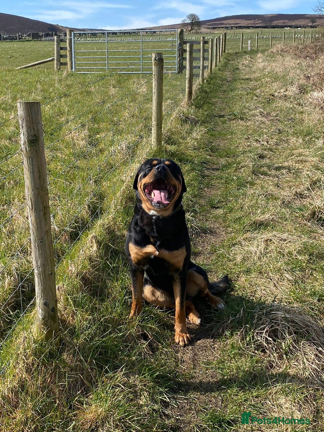 Rottweiler dogs for sale: Big Chunky puppies ready for homes - Image 4