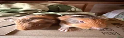 Guinea Pig rodents for sale: Baby guinea pigs. Also young sows  - Advert 9