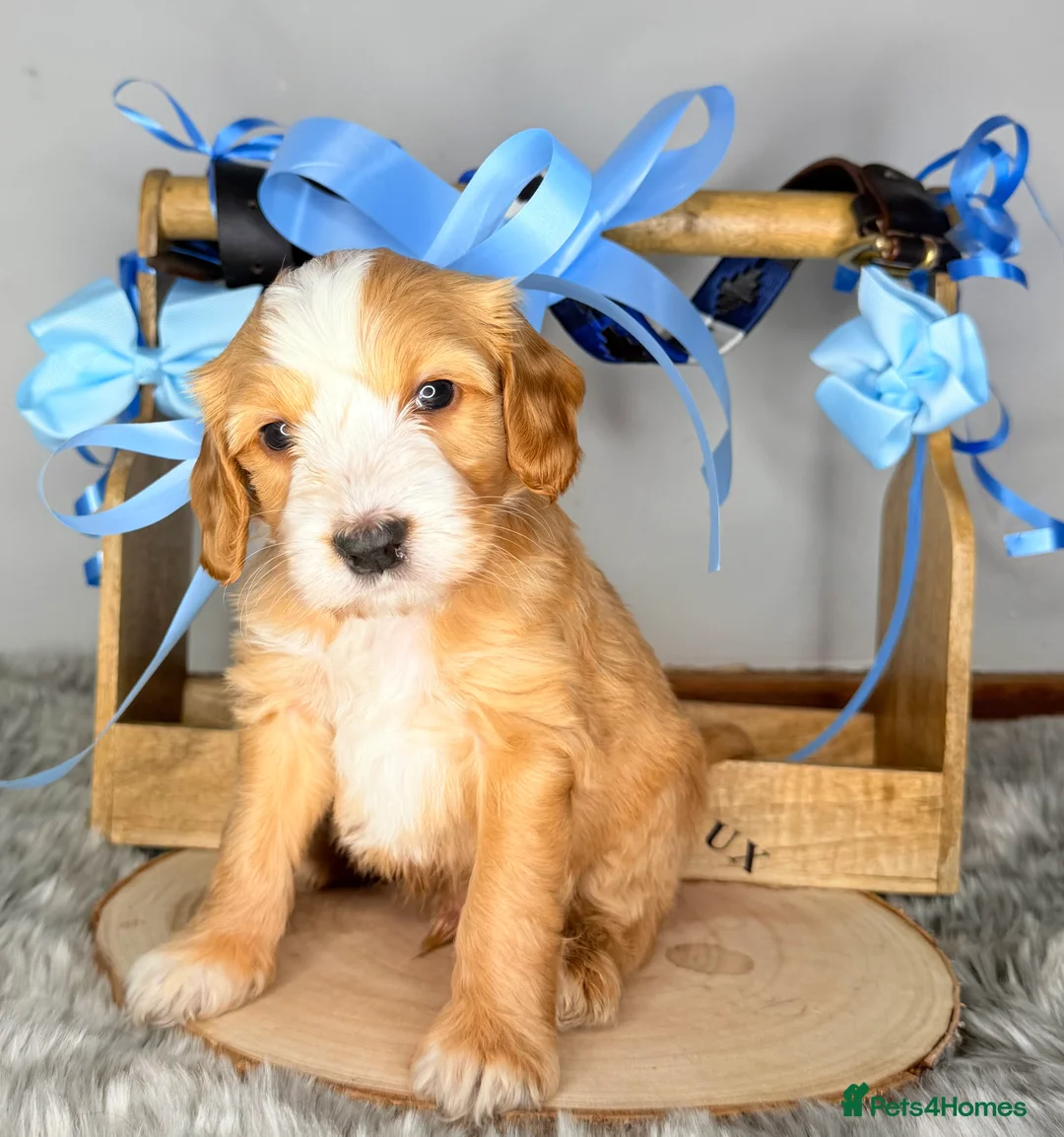 Australian Labradoodle dogs for sale: Australian labradoodle  - Advert 23