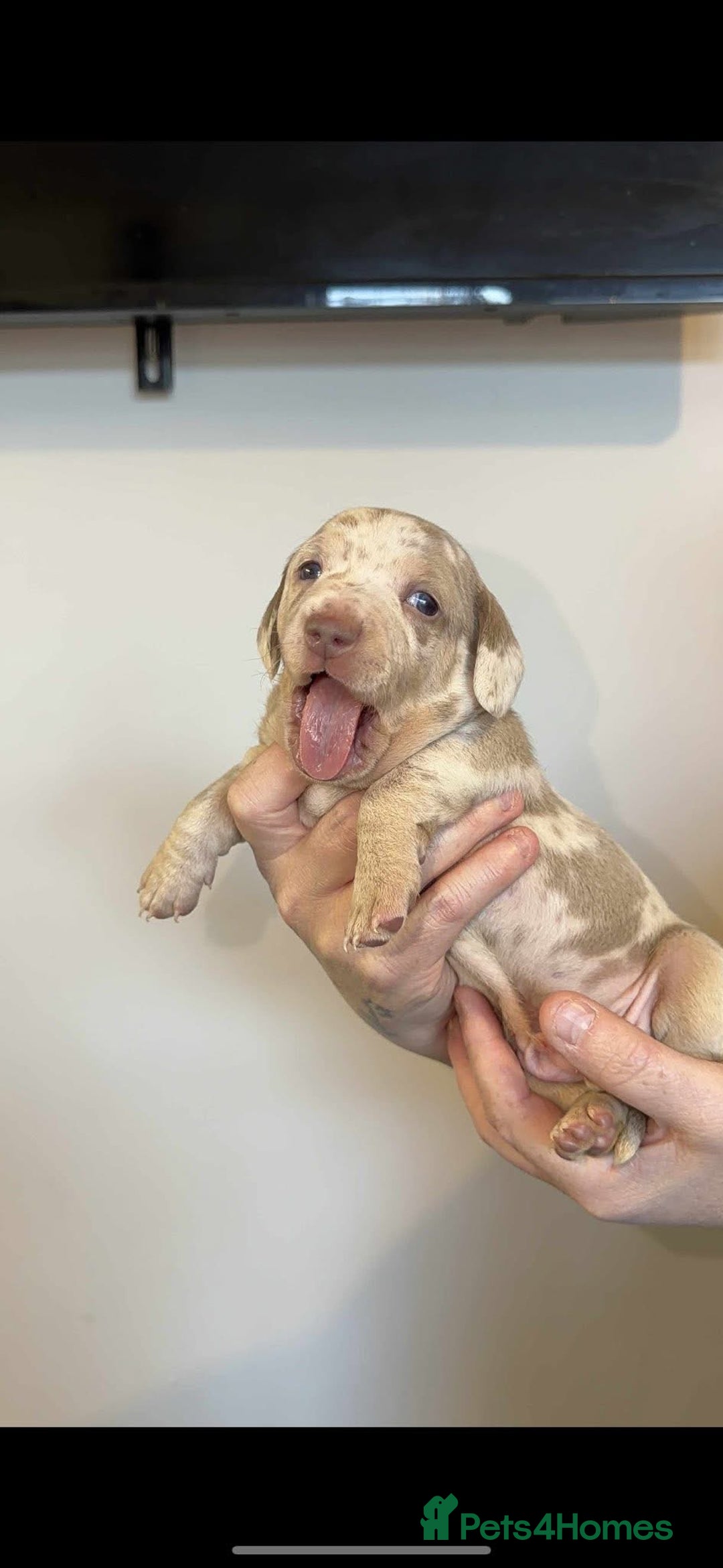 Dachshund dogs for sale: Miniature Dachshunds puppies - Advert 12