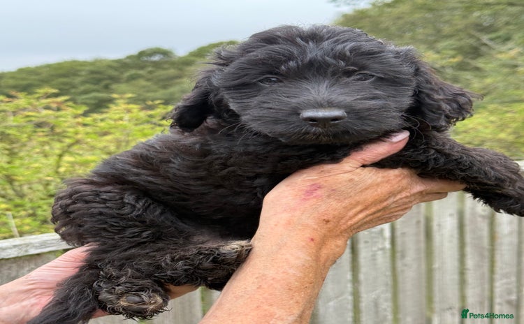 Aussiedoodle dogs - Advert 8
