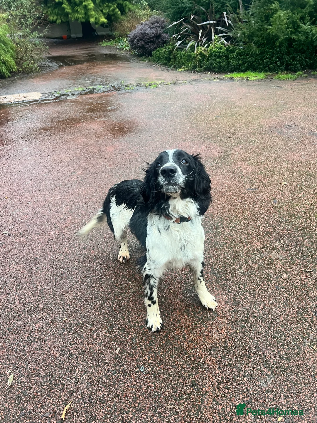 English Springer Spaniel dogs for sale:  🖤🖤⚪️⚪️. BLACK AND WHITE MALE SPRINGER  - Advert 2