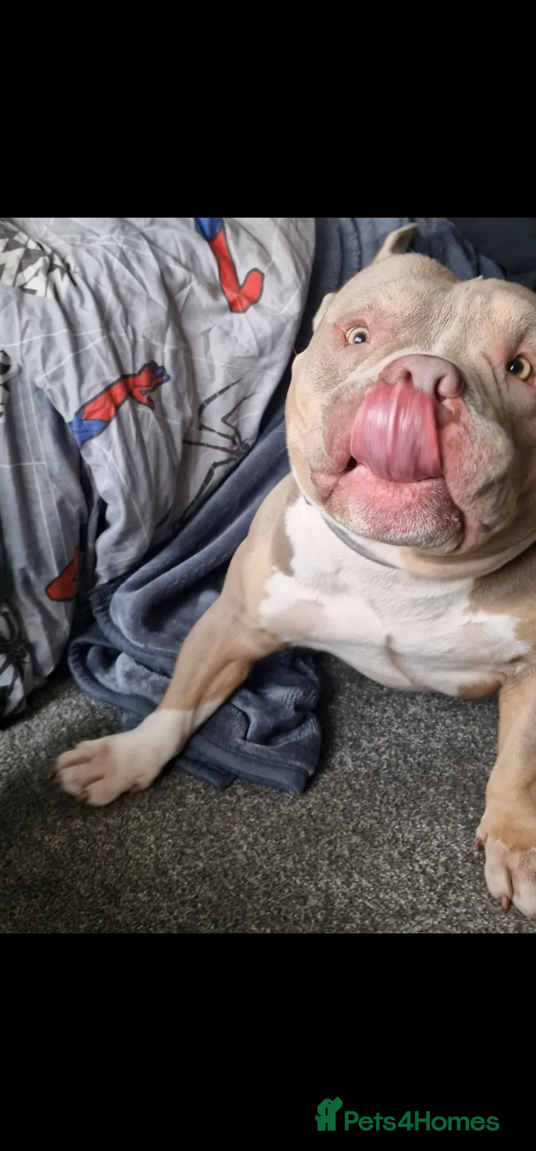 Bull Terrier dogs for sale: AMERICAN POCKET BULLY - Advert 2