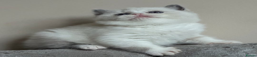 British Shorthair Kitten 1