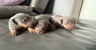 Mixed Breed dogs - Advert 9