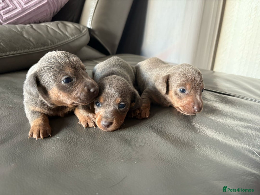 Mixed Breed dogs for sale: Jack Russel/miniature Datchound - Image 2