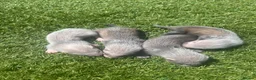 Ferret rodents for sale: Baby Ferrets  - Advert 12