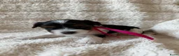 Biewer Terrier dogs for sale: Beautiful Biewer Terriers - Advert 3