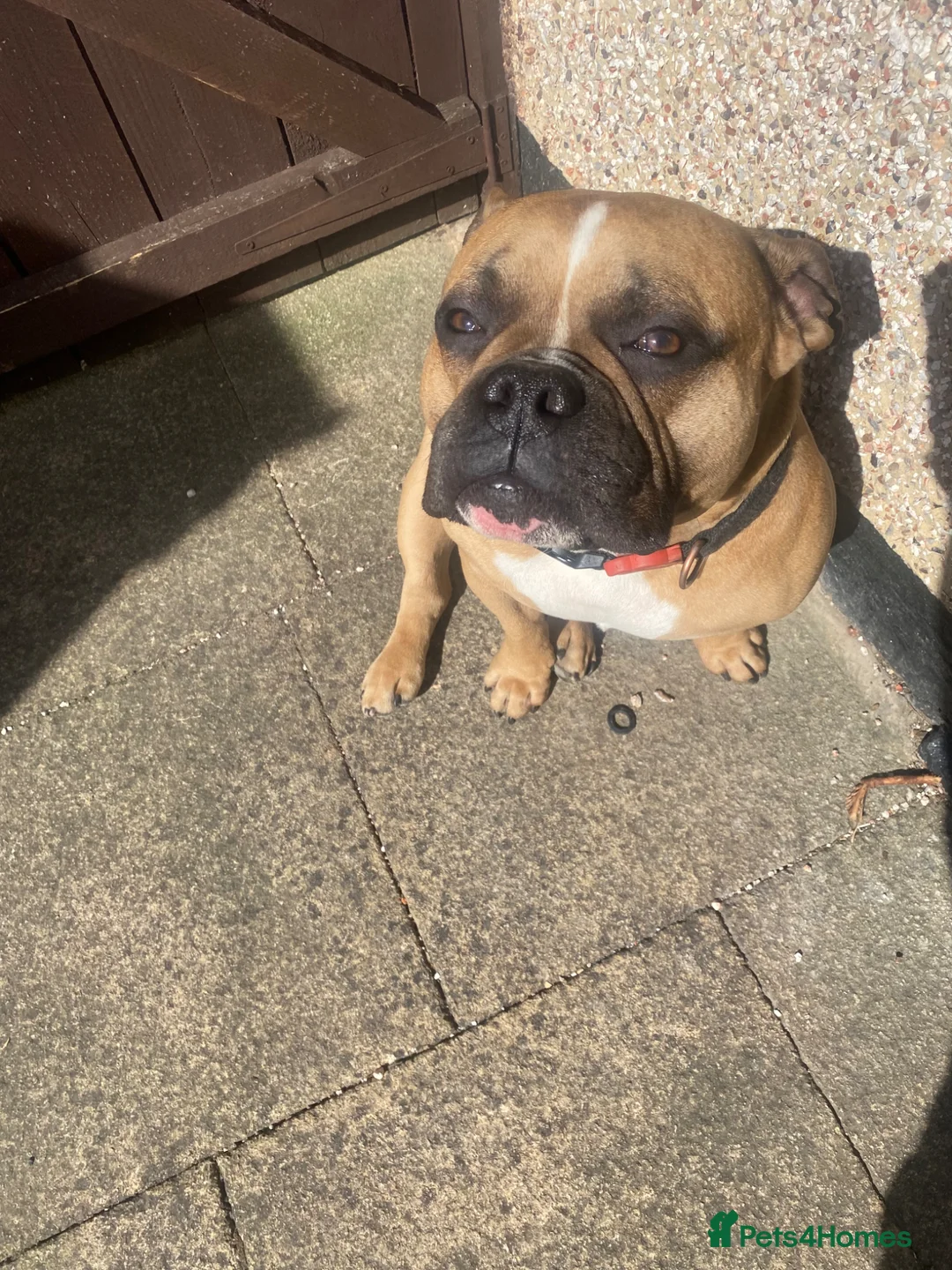 Mixed Breed dogs for sale: Bulldog x - Advert 3