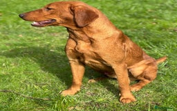 Labrador Retriever dogs for sale: Part-trained fox red Lab,FULLY HEALTH TEST PARENTS - Image 9