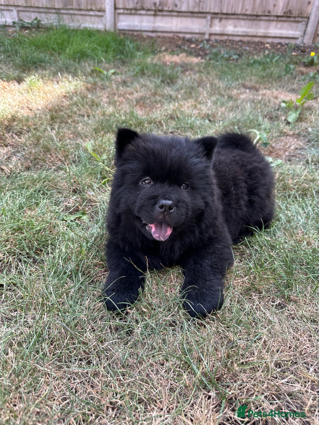 Chow Chow dogs for sale: Black chow chow full pedigree - KC registered  - Image 6