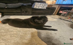 Chow Chow dogs for sale: Outstanding 3 beautiful chow pups - Image 18