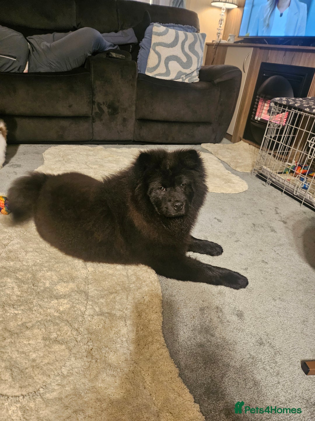 Chow Chow dogs for sale: Outstanding 3 beautiful chow pups - Image 18