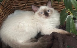 Ragdoll cats for sale: 💙 Seal Point Male - DNA Clear Parents - Image 6