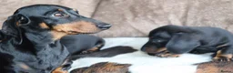 Miniature Dachshund dogs for sale: Beautiful miniature dachshund puppies  - Advert 25