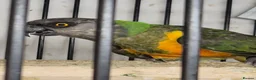 Parakeets birds for sale: Finches canarys doves parakeets parrots  - Advert 19