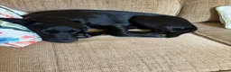 Labrador Retriever dogs for sale: Male Black Labrador Puppy — Active Home Wanted in Ilkley - Advert 5