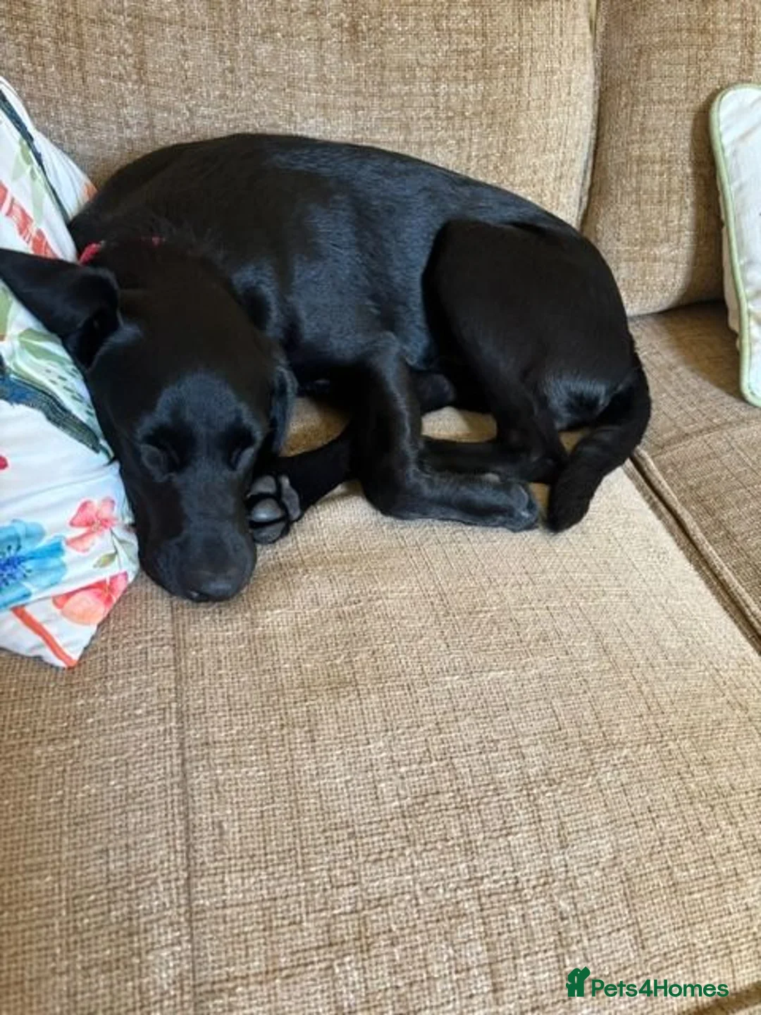 Labrador Retriever dogs for sale: Male Black Labrador Puppy — Active Home Wanted in Ilkley - Advert 5