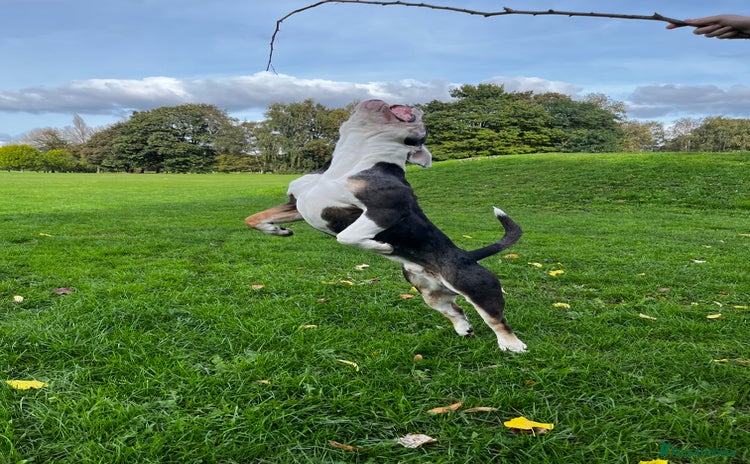 Olde English Bulldogge dogs in Doncaster - Advert 1