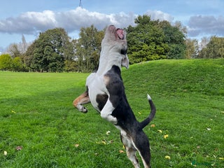 Olde English Bulldogge dogs in Doncaster - Advert 2