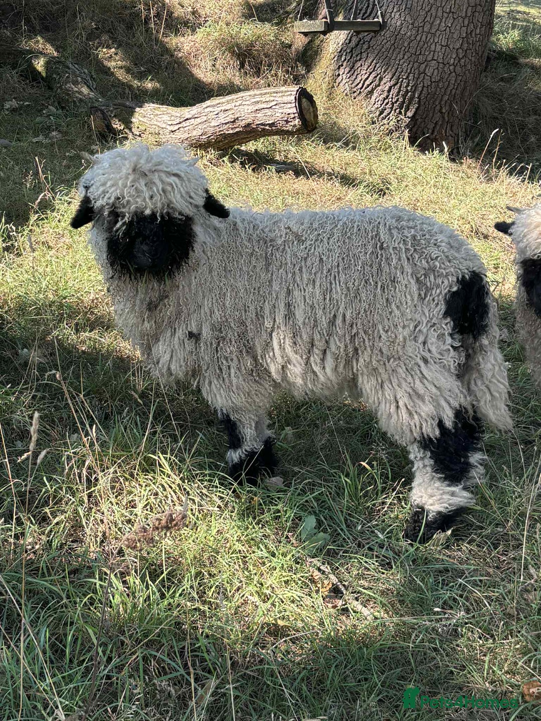Sheep livestock for sale: Pedigree registered Valais Blacknose ewes - Advert 9