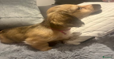 Miniature Dachshund dogs Our pick of the litter! Cream Female Mini Dach  - Advert 7