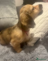 Miniature Dachshund dogs Our pick of the litter! Cream Female Mini Dach - Advert 7