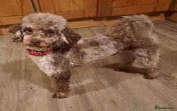 Cockapoo dogs for sale: Beautiful Merle F1 Cockerpoo Pups - Image 2