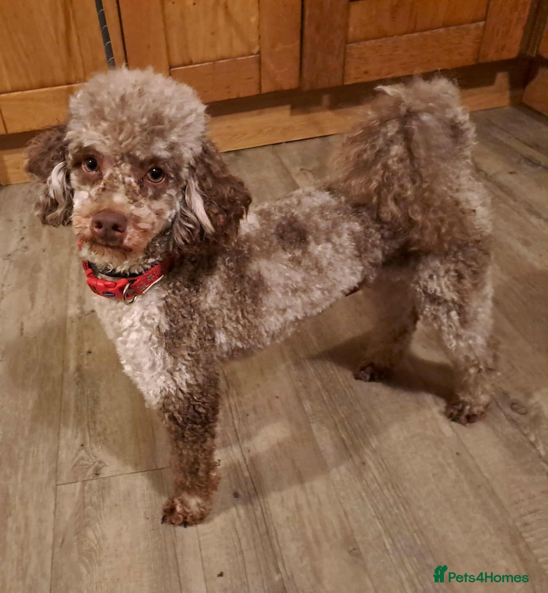 Cockapoo dogs for sale: Beautiful Merle F1 Cockerpoo Pups - Image 2