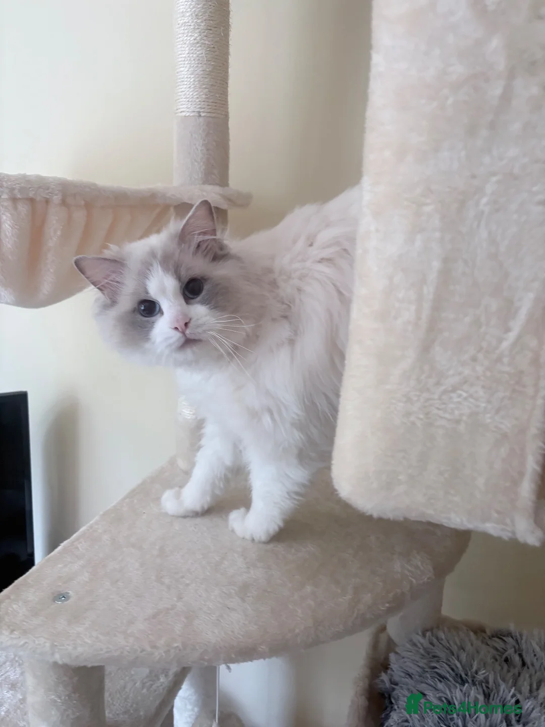 Ragdoll cats for sale: Pure-pedigree male Ragdoll for sale - Advert 9