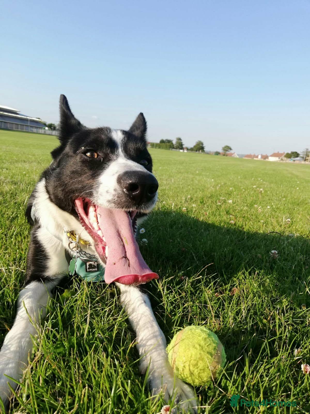 Border Collie dogs Murphy  - Advert 11