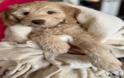 Australian Labradoodle dogs for sale: Genuine Australian Labradoodle (not poodle-lab mix in Wallington - Image 6