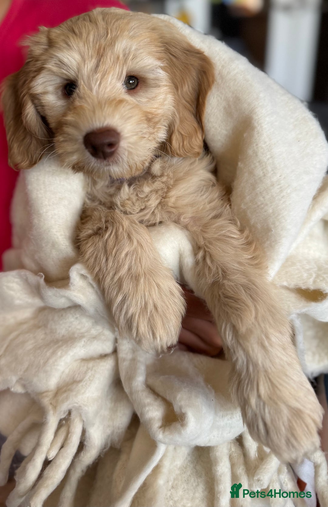 Australian Labradoodle dogs for sale: Genuine Australian Labradoodle (not poodle-lab mix in Wallington - Image 6
