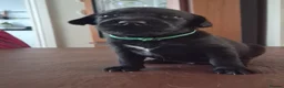Labrador Retriever dogs for sale: Labrador puppies - Advert 22