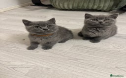 British Shorthair cats for sale: BEAUTIFUL BABY BLUE KITTENS  - Image 1