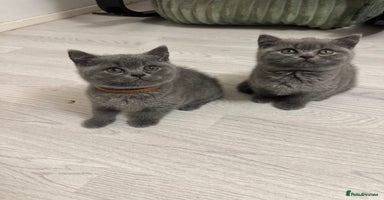 British Shorthair cats - Advert 4