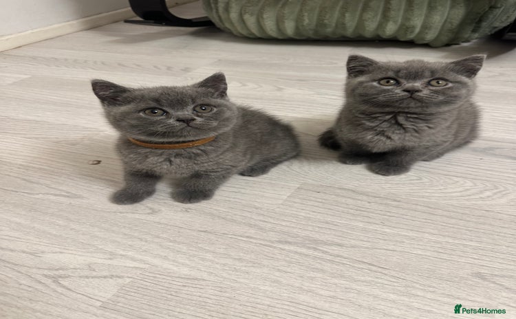 British Shorthair cats - Advert 11