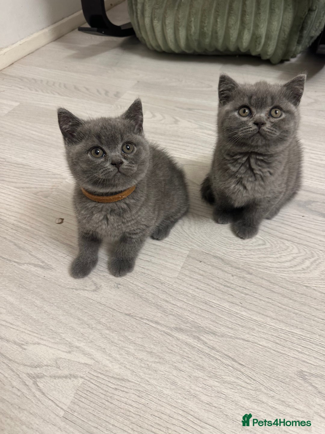 British Shorthair cats for sale: BEAUTIFUL BABY BLUE KITTENS  - Image 1