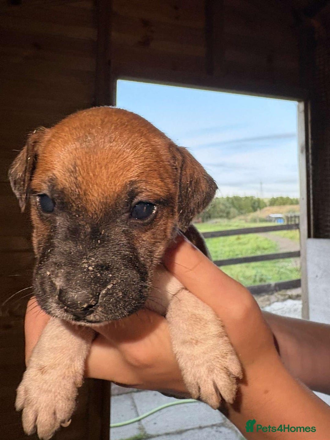 Jack Russell dogs for sale: Jack Russell puppies 5 boys left - Image 16