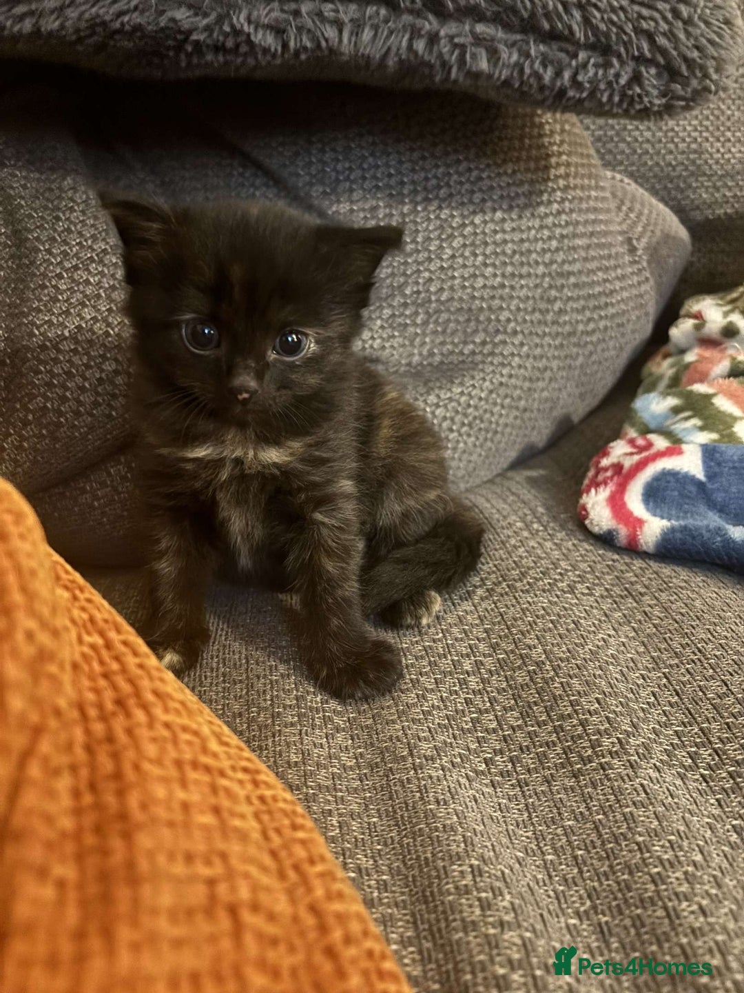 Mixed Breed cats for sale: Beautiful long haired kittens  - Image 3