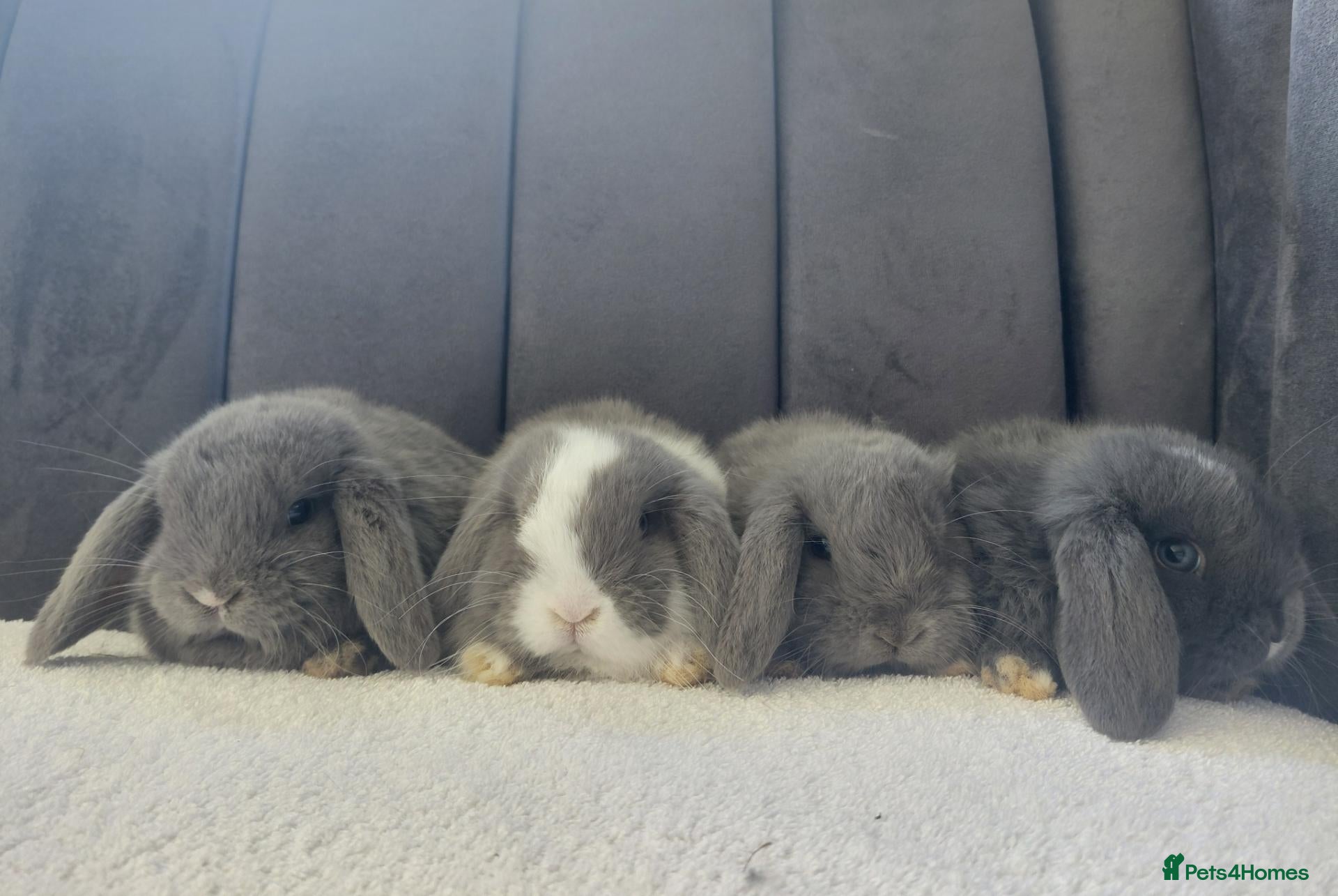 Mini Lop rabbits Gorgeous Baby Mini Lops - Advert 1