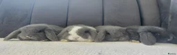 Mini Lop rabbits for sale: Gorgeous Baby Mini Lops - Advert 1