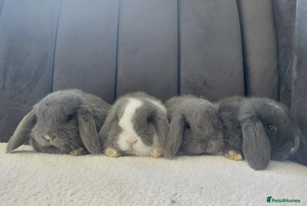 Mini Lop rabbits for sale: Gorgeous Baby Mini Lops - Advert 1