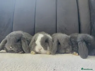 Mini Lop rabbits Gorgeous Baby Mini Lops - Advert 1