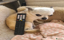 Chihuahua dogs for sale: Tiny chihuahua  - Image 5